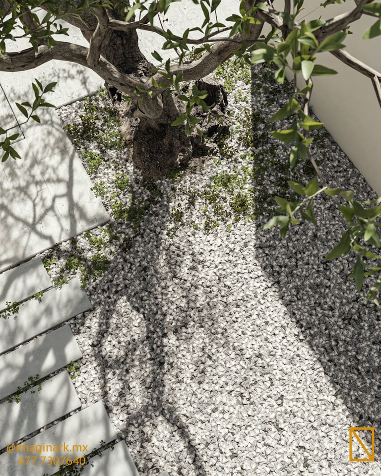 Ramas retorcidas de árbol con follaje verde proyectando sombras sobre suelo de grava