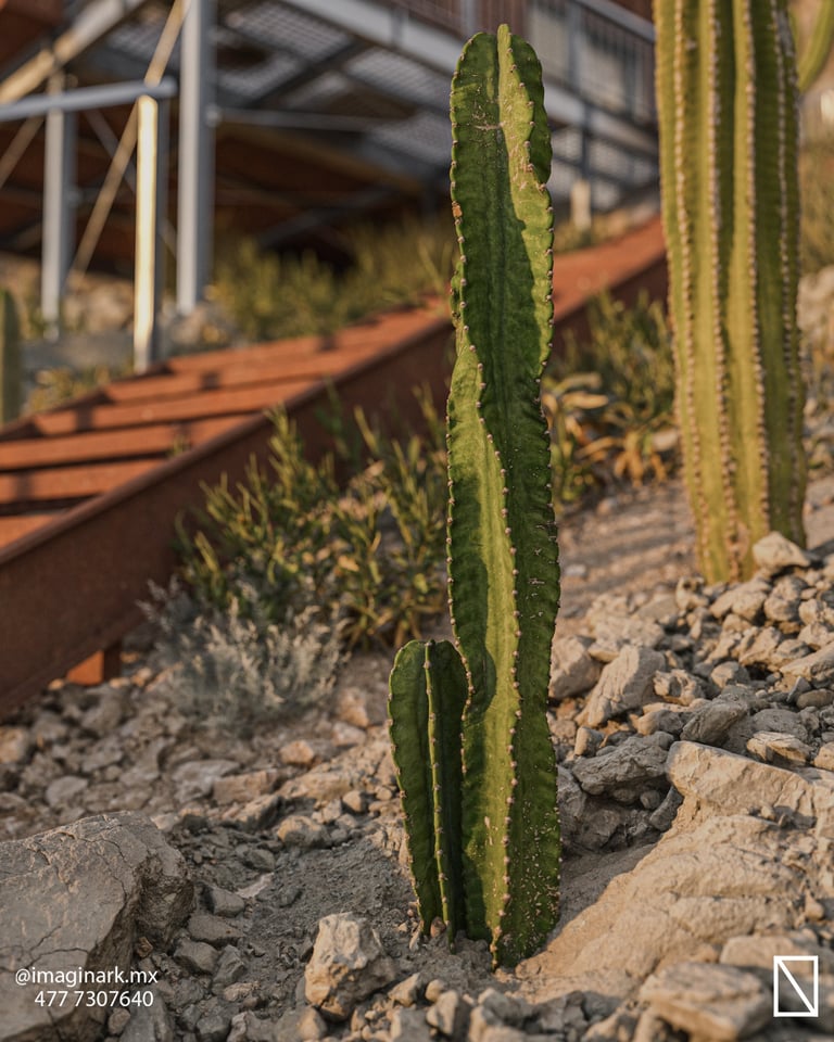 Cactus columnar verde alto en jardín desértico con estructuras metálicas